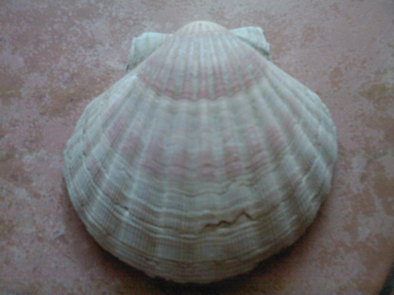 Pecten jacobaeus Linn, 1758